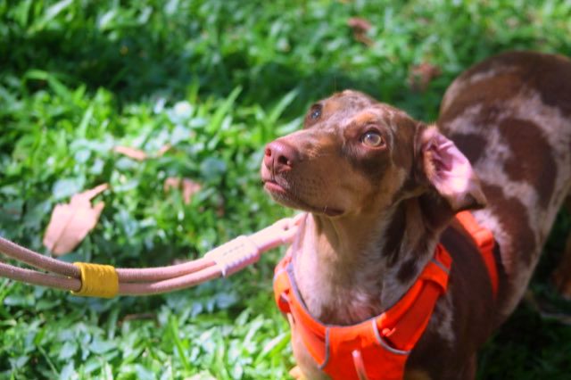 El perrito salchicha que acompaña la clase